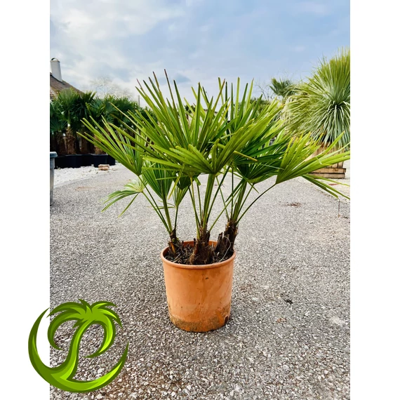 Kínai kenderpálma (trachycarpus fortunei) csoport