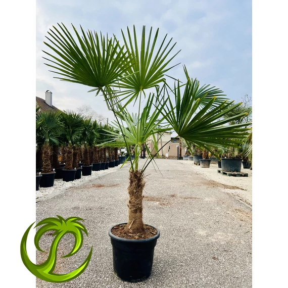 Kínai kenderpálma (trachycarpus fortunei) 40-50cm törzssel