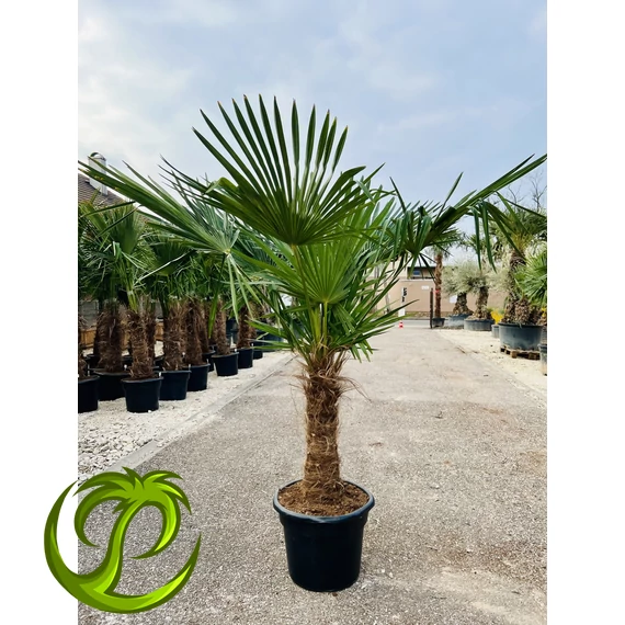 Kínai kenderpálma (trachycarpus fortunei) 60-70cm törzzsel
