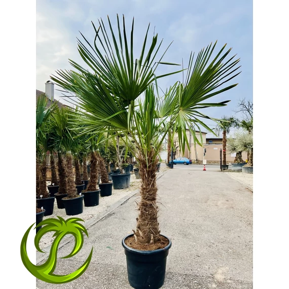 Kínai kenderpálma (trachycarpus fortunei) 70-85cm törzzsel