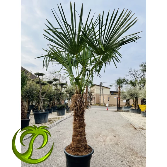 Kínai kenderpálma (trachycarpus fortunei) 85-95cm törzzsel