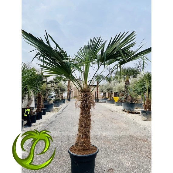 Kínai kenderpálma (trachycarpus fortunei) 95-105cm törzzsel
