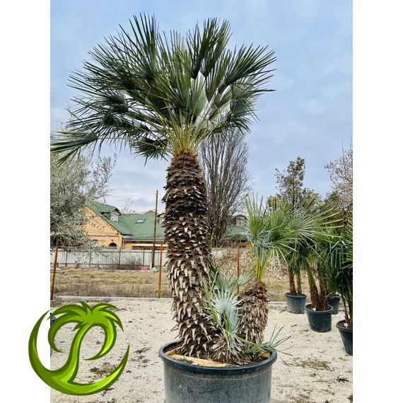 Chamaerops Humilis Cerifera 170-180cm törzzsel, 320-330cm teljes magasság