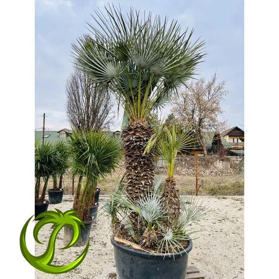 Chamaerops Humilis Cerifera 140-150cm törzzsel, 300-310cm teljes magasság