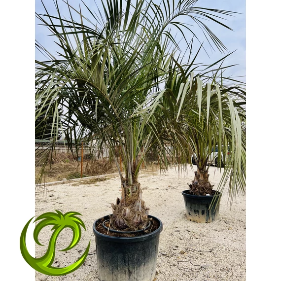 Butia Odorata Silver 60-70m törzzsel, 270-280cm teljes magasság