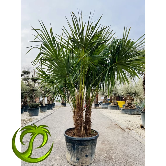 Kínai kenderpálma (trachycarpus fortunei) extra csoport 230-250cm teljes magasság