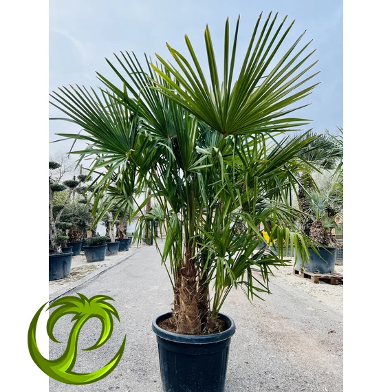 Kínai kenderpálma (trachycarpus fortunei) nagy csoport 220-240cm teljes magasság