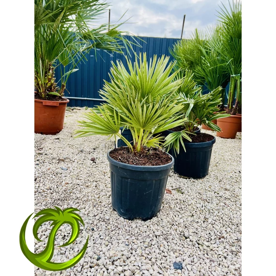 Chamaerops Humilis Vulcano 45-60cm