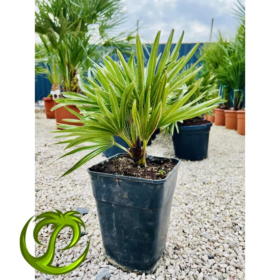 Chamaerops Humilis Vulcano 35-45cm