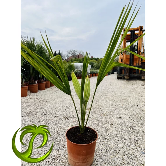 Sabal Minor 80-110cm