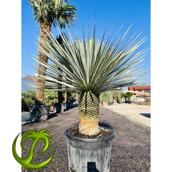 Yucca Rostrata 140-160cm teljes magasság