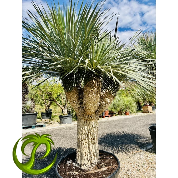 Yucca Rostrata multifej 6! fejjel 110-120cm törzzsel, 230cm teljes magasság