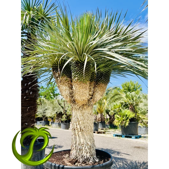 Yucca Rostrata multifej 6! fejjel 110-120cm törzzsel, 230cm teljes magasság