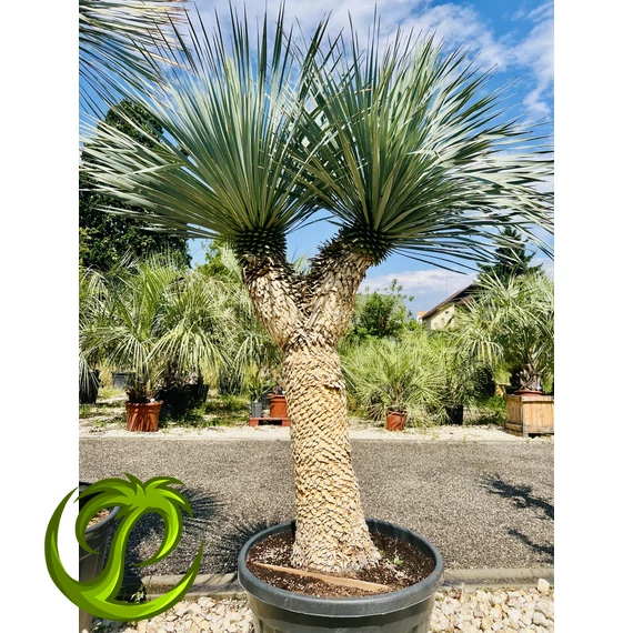 Yucca Rostrata dupla fejjel 120cm törzzsel, 220-230cm teljes magasság