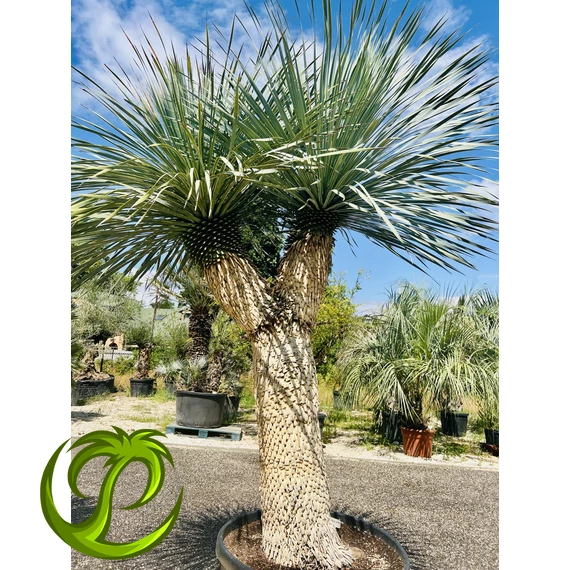 Yucca Rostrata 130-140cm törzzsel, 260-270cm teljes magasság