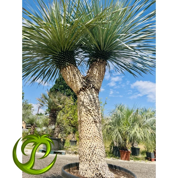 Yucca Rostrata 130-140cm törzzsel, 260-270cm teljes magasság