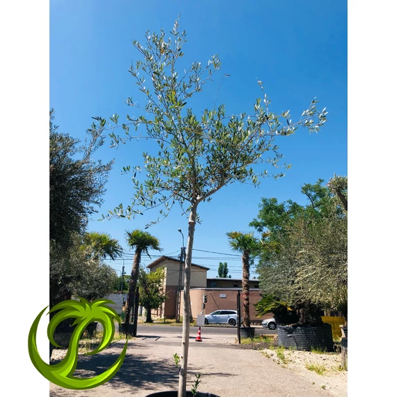 Olea Europaea 250-300cm
