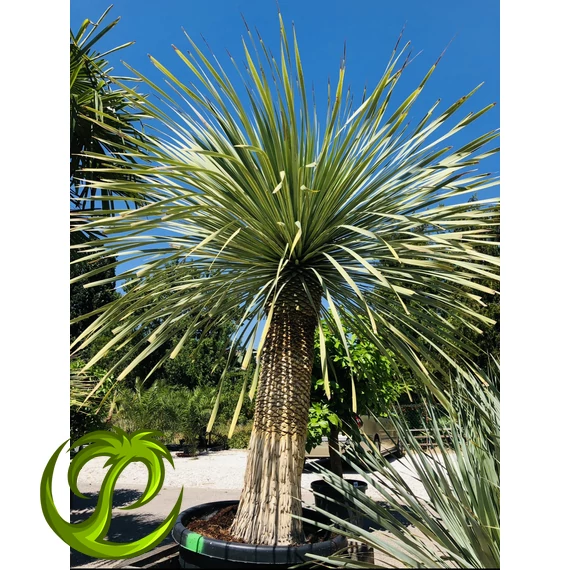 Yucca Rostrata 90cm törzzsel