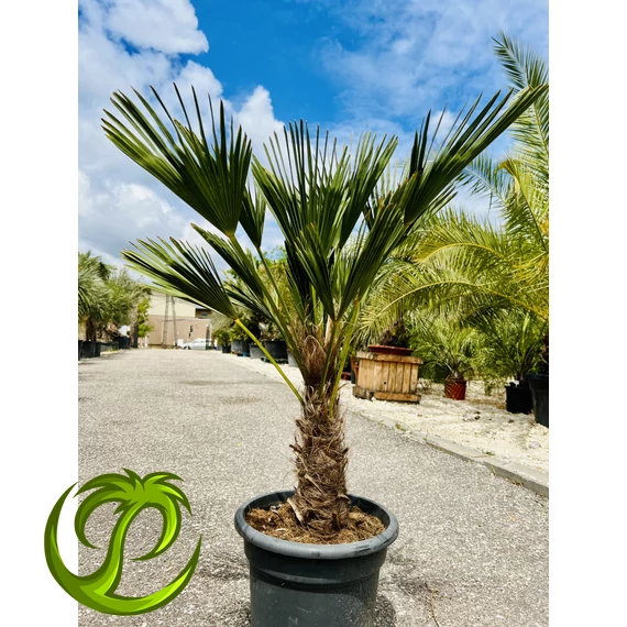 Japán Kenderpálma (Trachycarpus wagnerianus) 25-35cm törzzsel