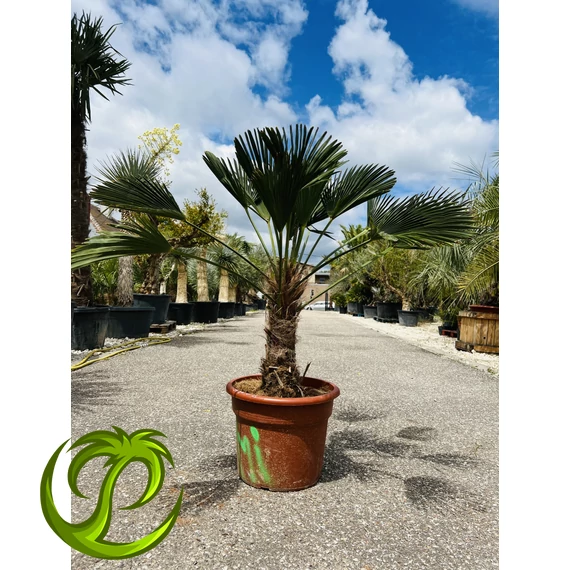 Japán Kenderpálma (Trachycarpus wagnerianus) 35-45cm törzzsel