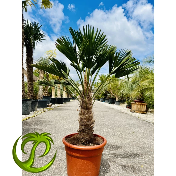 Japán Kenderpálma (Trachycarpus wagnerianus) 45-55cm törzzsel