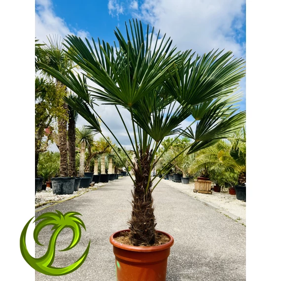 Japán Kenderpálma (Trachycarpus wagnerianus) 55-65cm törzzsel