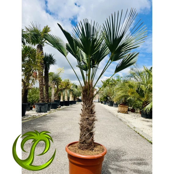 Japán Kenderpálma (Trachycarpus wagnerianus) 65-75cm törzzsel