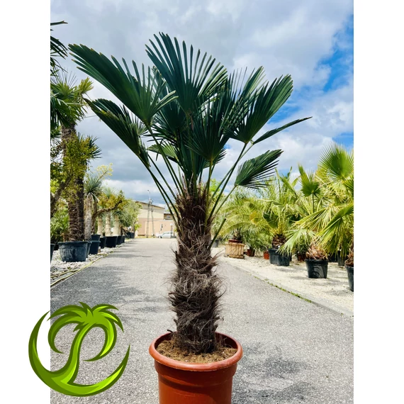 Japán Kenderpálma (Trachycarpus wagnerianus) 75-85cm törzzsel