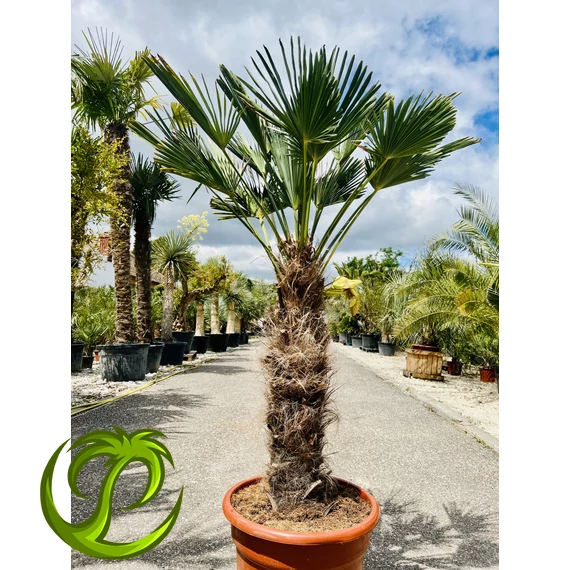 Japán Kenderpálma (Trachycarpus wagnerianus) 85-95cm törzzsel
