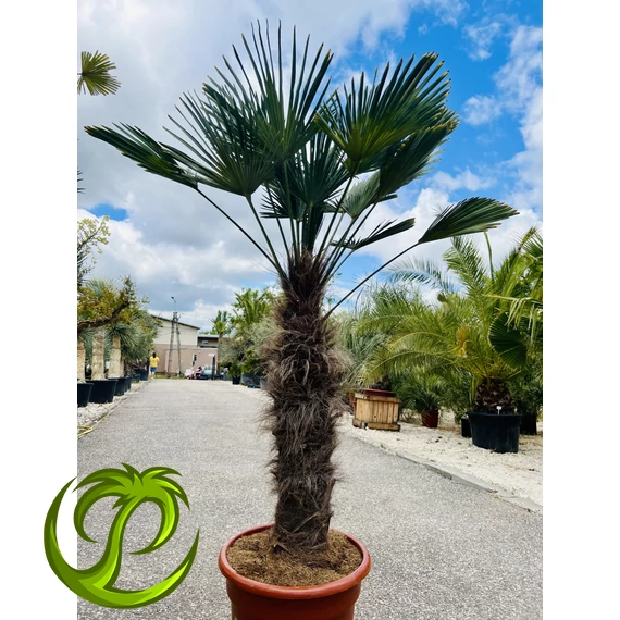 Japán Kenderpálma (Trachycarpus wagnerianus) 95-105cm törzzsel
