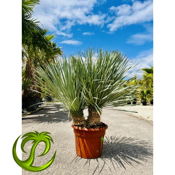 Yucca Rostrata dupla fejjel 120-130cm