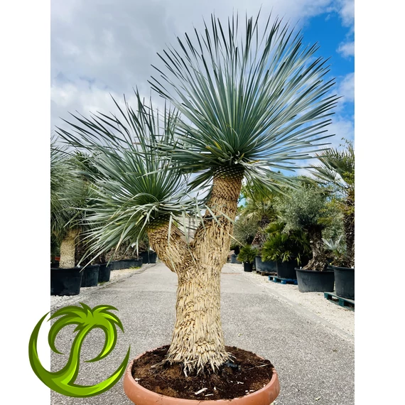 Yucca Rostrata dupla fejjel 210-220cm