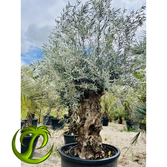 Olea Europaea kis őstörzses 1.