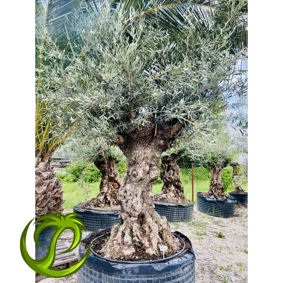 Őstörzses Olea Europaea 1.