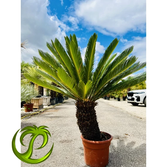 Cycas Revoluta 140-150cm