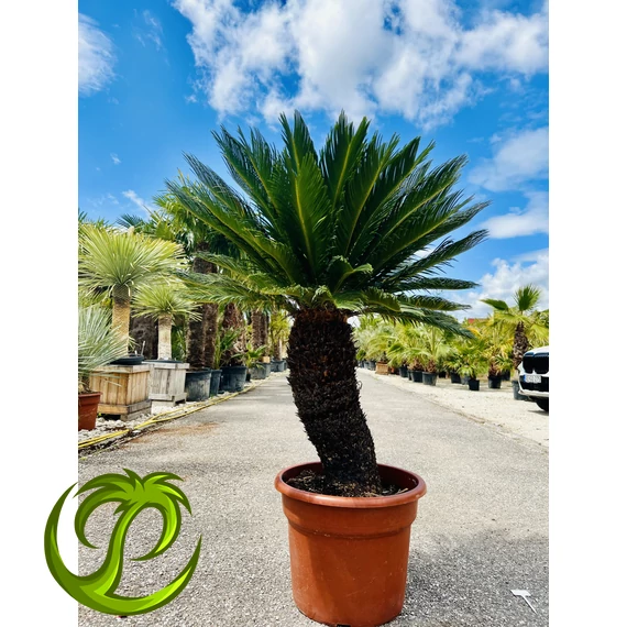 Cycas Revoluta 150cm