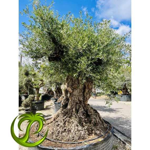 Őstörzses Olea Europaea EXTRA 2.