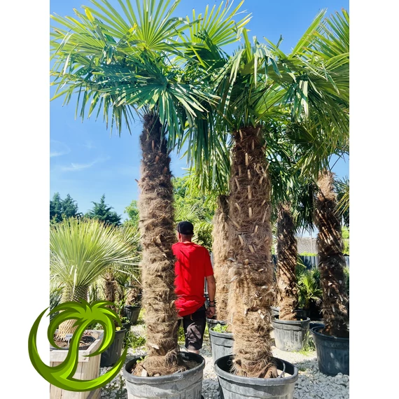 Kínai kenderpálma (trachycarpus fortunei) 220-240cm extra vastag törrzzsel, 350-400cm teljes magasság
