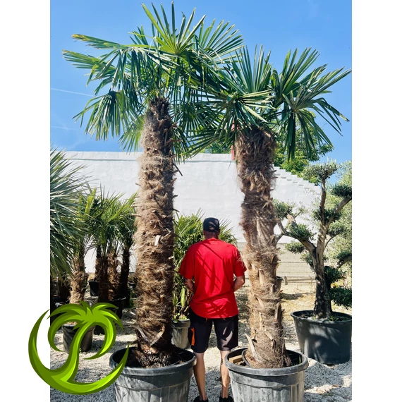 Kínai kenderpálma (trachycarpus fortunei) 220-240cm extra vastag törrzzsel, 350-400cm teljes magasság