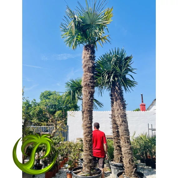 Kínai kenderpálma (trachycarpus fortunei) 350cm törzzsel, 500-550cm teljes magasság