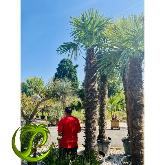 Kínai kenderpálma (trachycarpus fortunei) 300cm törzzsel, 450-500cm teljes magasság