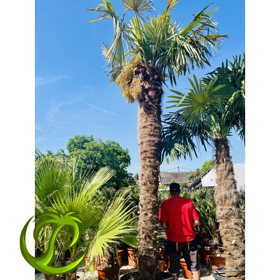 Kínai kenderpálma (trachycarpus fortunei) 330cm törzzsel, 450-500cm teljes magasság