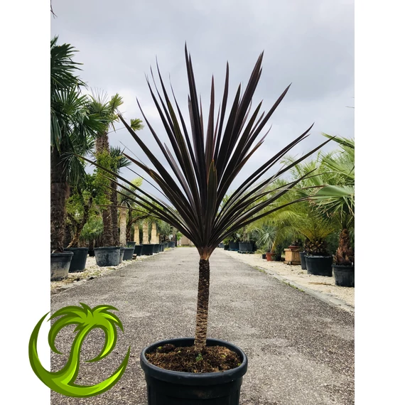 Cordyline Red Star 130-140cm