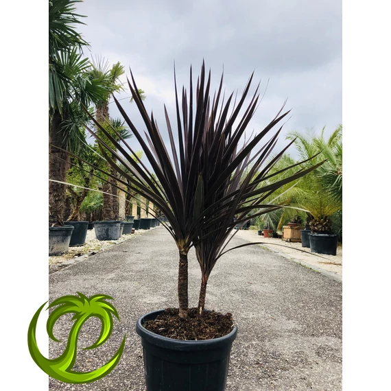 Cordyline Red Star 130-140cm dupla törzzsel