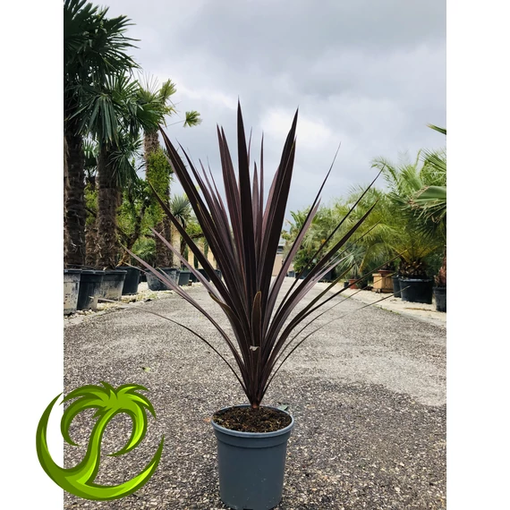Cordyline Red Star 80-90cm