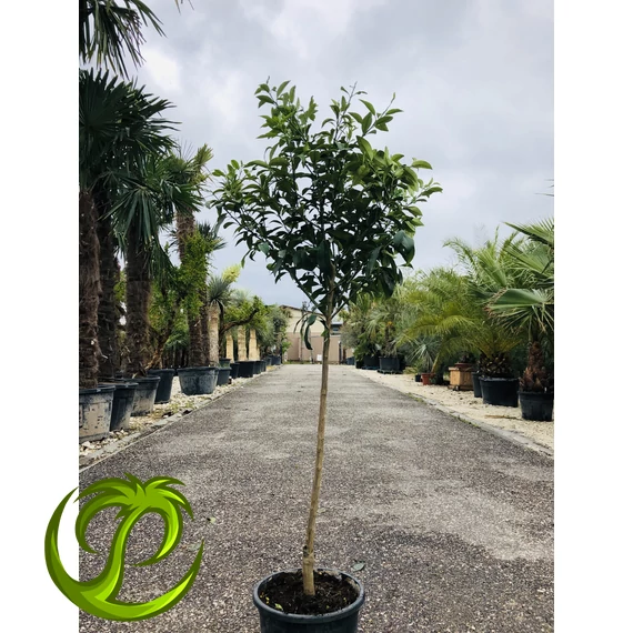 Kumquat (termő) törpemandarin 160-170cm