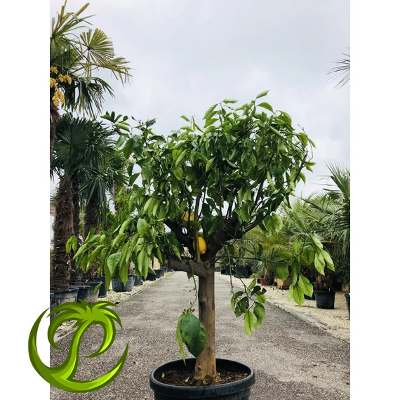 Citrus limon (termő) citromfa 2.