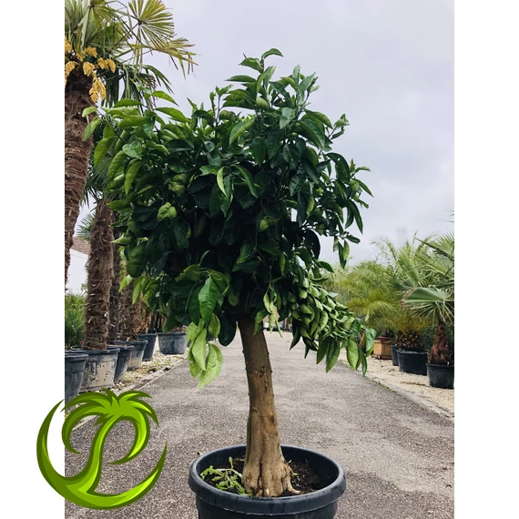 Sinensis édes narancsfa (termő) 1.