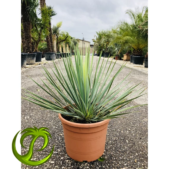 Yucca Rostrata 60-70cm