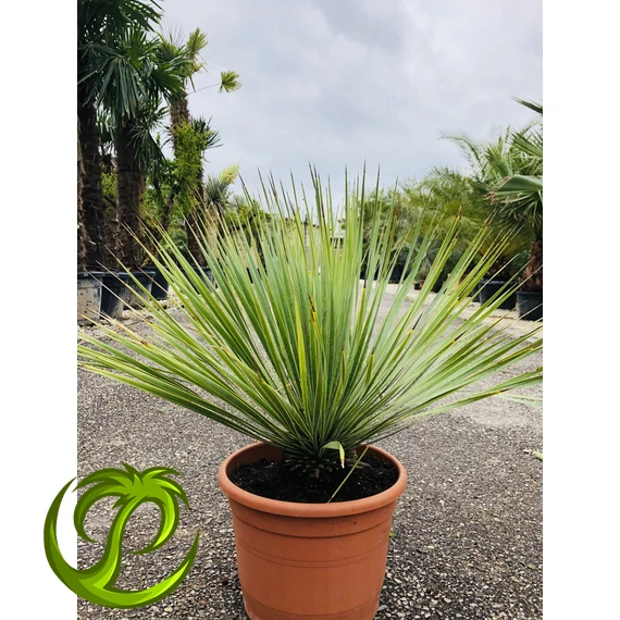 Yucca Rostrata 70-80cm Extra